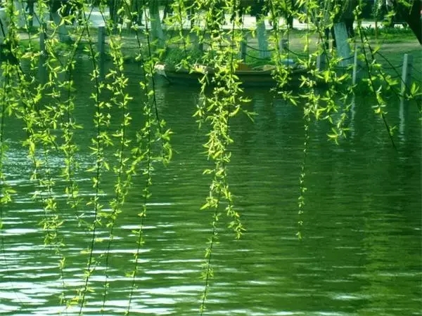 千年风雅钢琴谱 周子雷-一思一念是情节 一步一遥是想念6