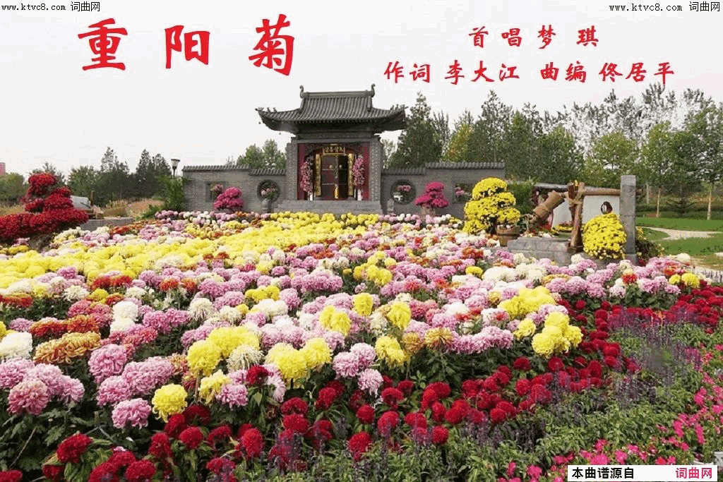 重阳菊简谱-梦琪演唱-李大江/佟居平词曲1