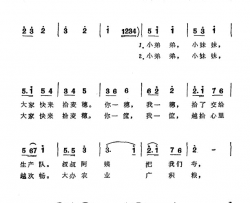 拾麦穗刑军词刑军曲拾麦穗刑军词 刑军曲简谱