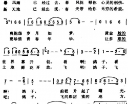鸽子，鸽子，别再迷惘简谱