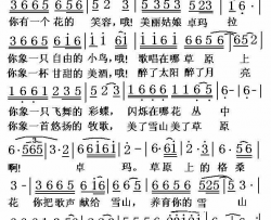 卓玛花简谱