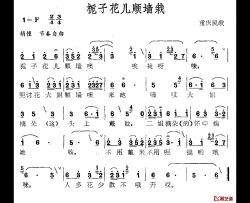 栀子花儿顺墙载简谱-