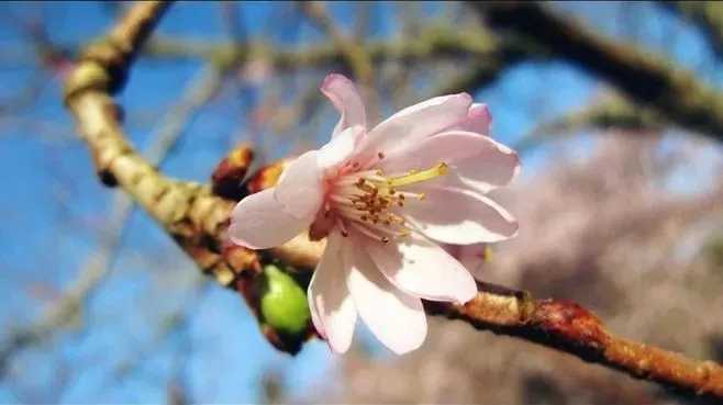 茶酒伴吉他谱 谢春花 知是一年春又来，冰雪也消散4