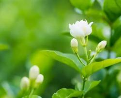 《茉莉花》古典吉他谱